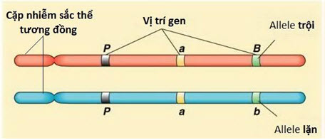 Hình vẽ dưới đây mô tả các nhiễm sắc thể kép của một tế bào lưỡng bội đang  ở một kỳ trong quá trình phân bào bình thường và không có đột