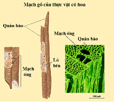 Hình 1. Cấu tạo của mạch gỗ