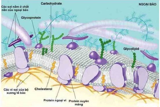 : Cấu trúc của màng sinh chất