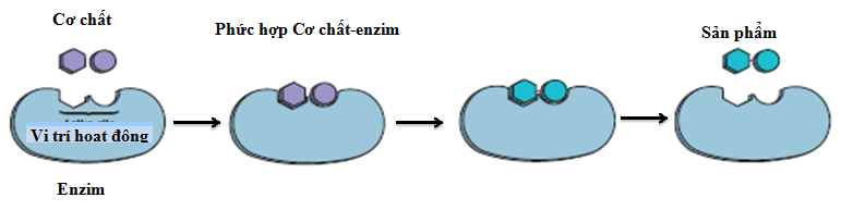 Cơ chế tác động của enzim