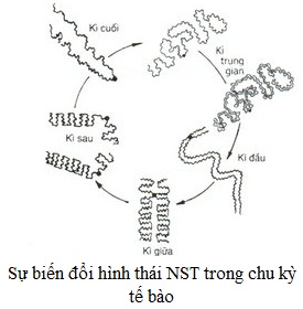 Sự biến đổi hình thái NST trong chi kỳ tế bào