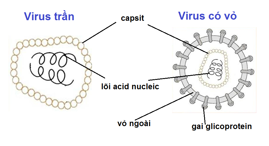 virus trần và virus có vỏ