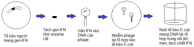 kỹ thuật chuyển gen sản xuất chế phẩm sinh học