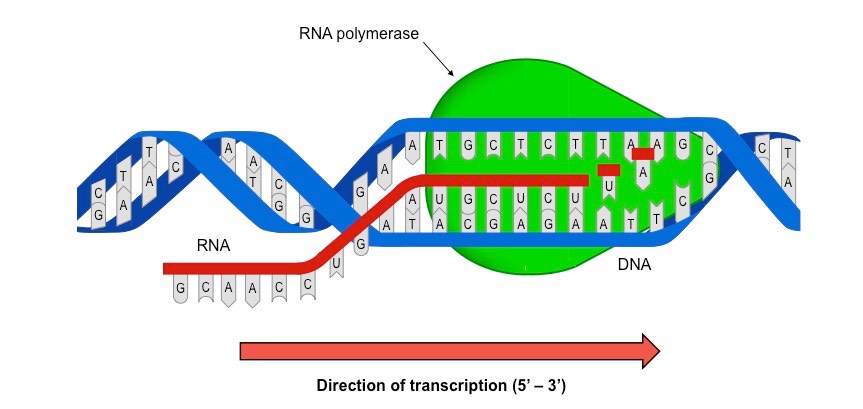 Diễn biến tổng hợp ARN
