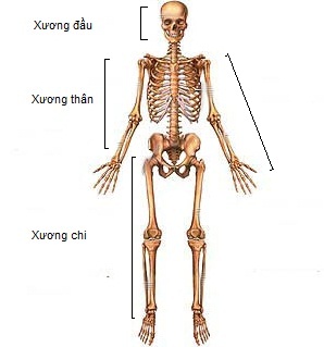 Các phần của bộ xương người