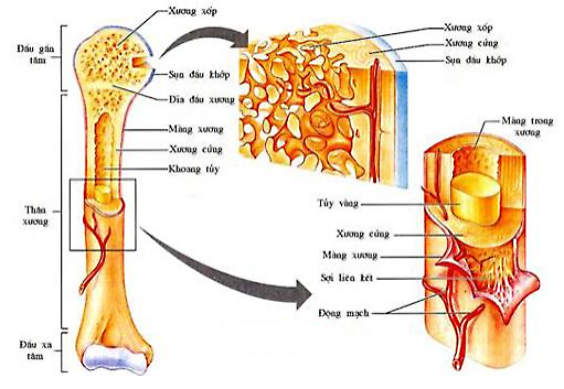 cấu tạo của xương dài