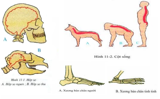 Tiến hóa của hệ xương