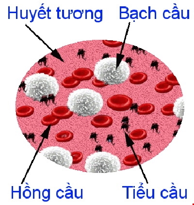 các tế bào máu