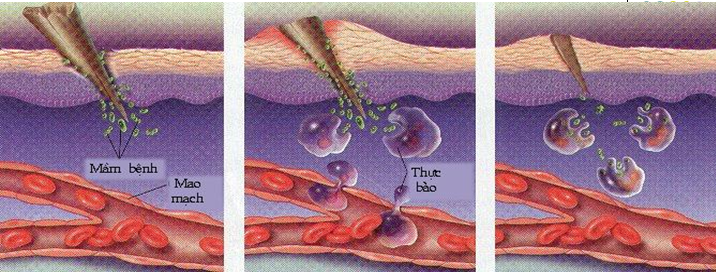 Hoạt động của bạch cầu - Thực bào
