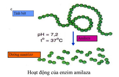 hoạt động của enzim amilaza