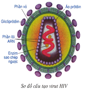 virut HIV