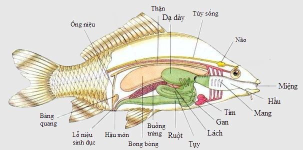 hệ cơ quan của cá