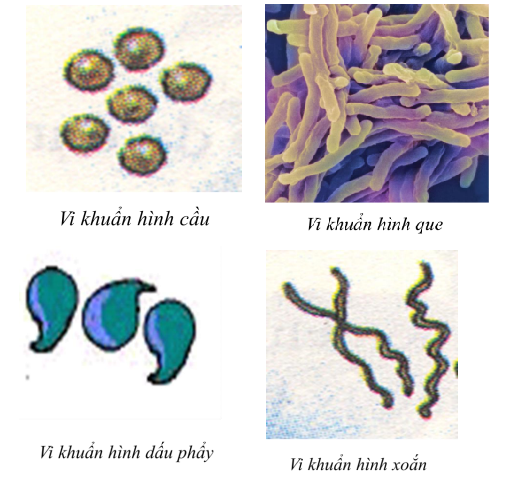 hình dạng vi khuẩn