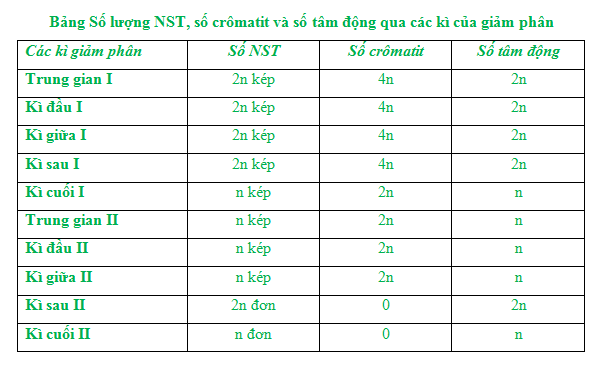 Bảng Số lượng NST, số crômatit và số tâm động qua các kì của giảm phân